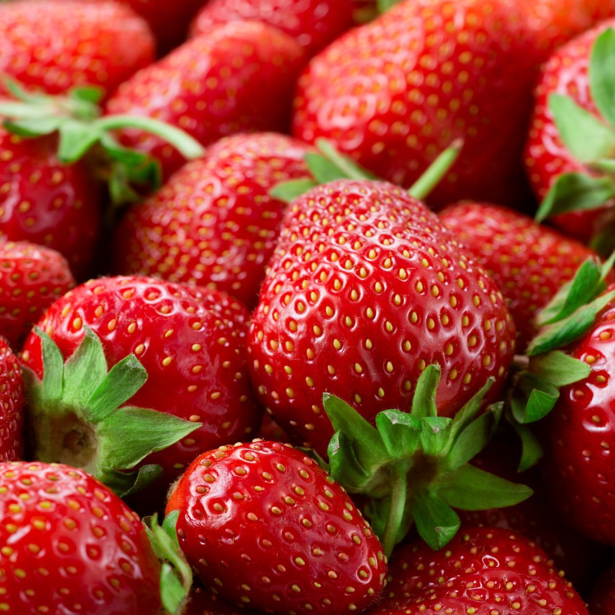 Toolangi Choice Strawberry Seeds