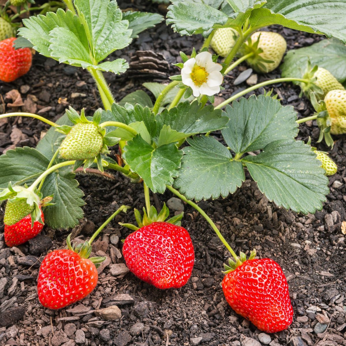 Chandler Strawberry Seeds