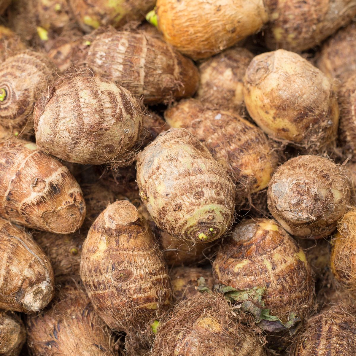 Taro Seeds