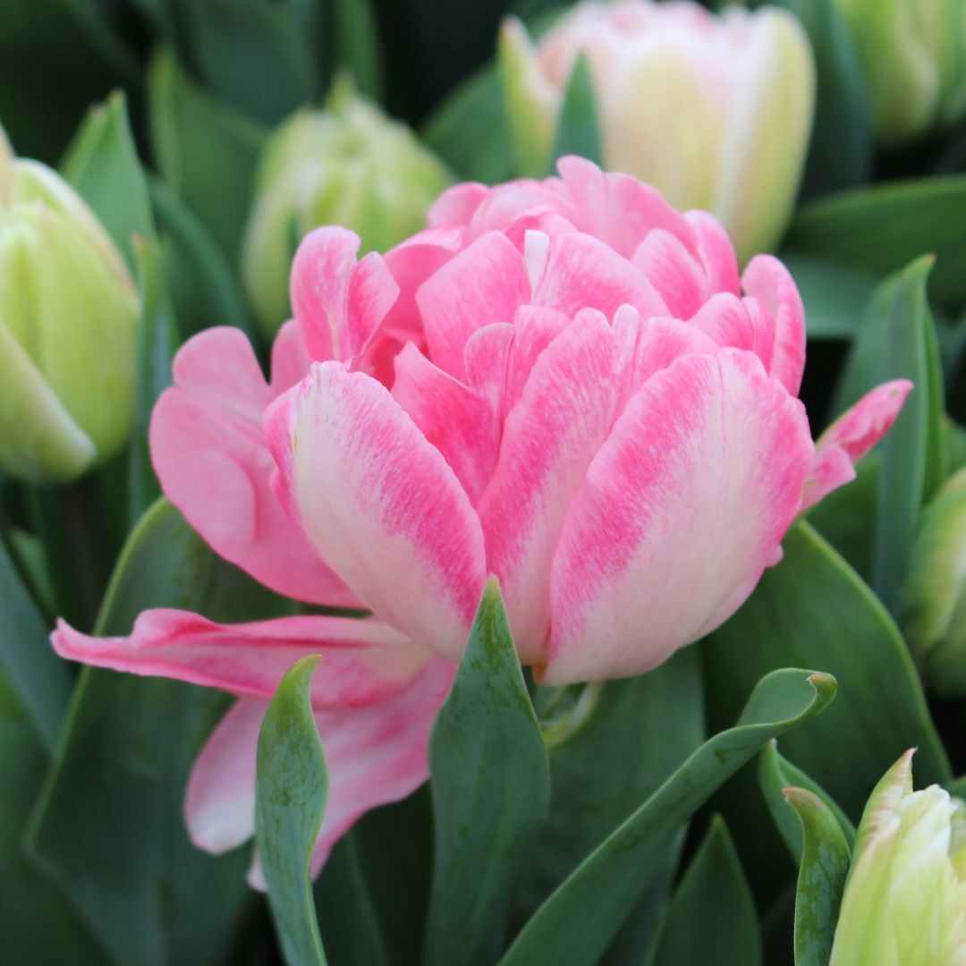 Double Tulip Foxtrot Seeds