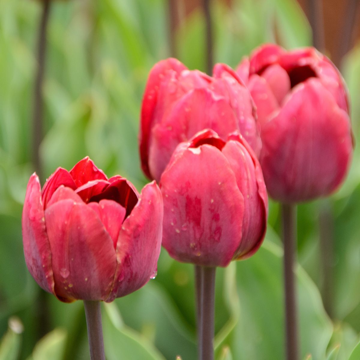 Double Tulip Ridgedale Seeds