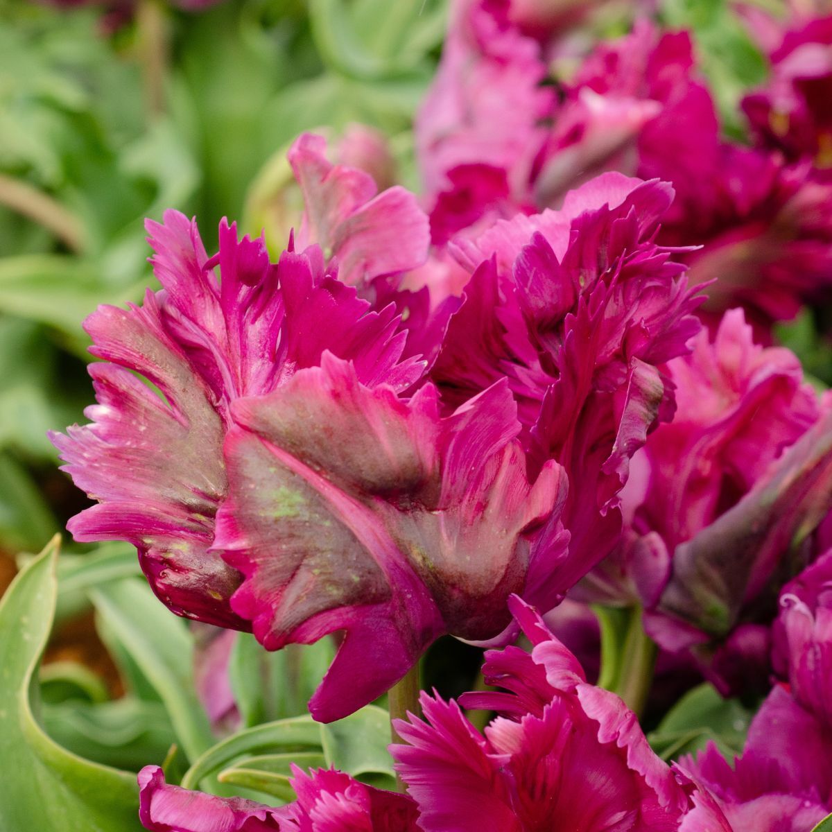 Parrot Tulip Negrita Seeds