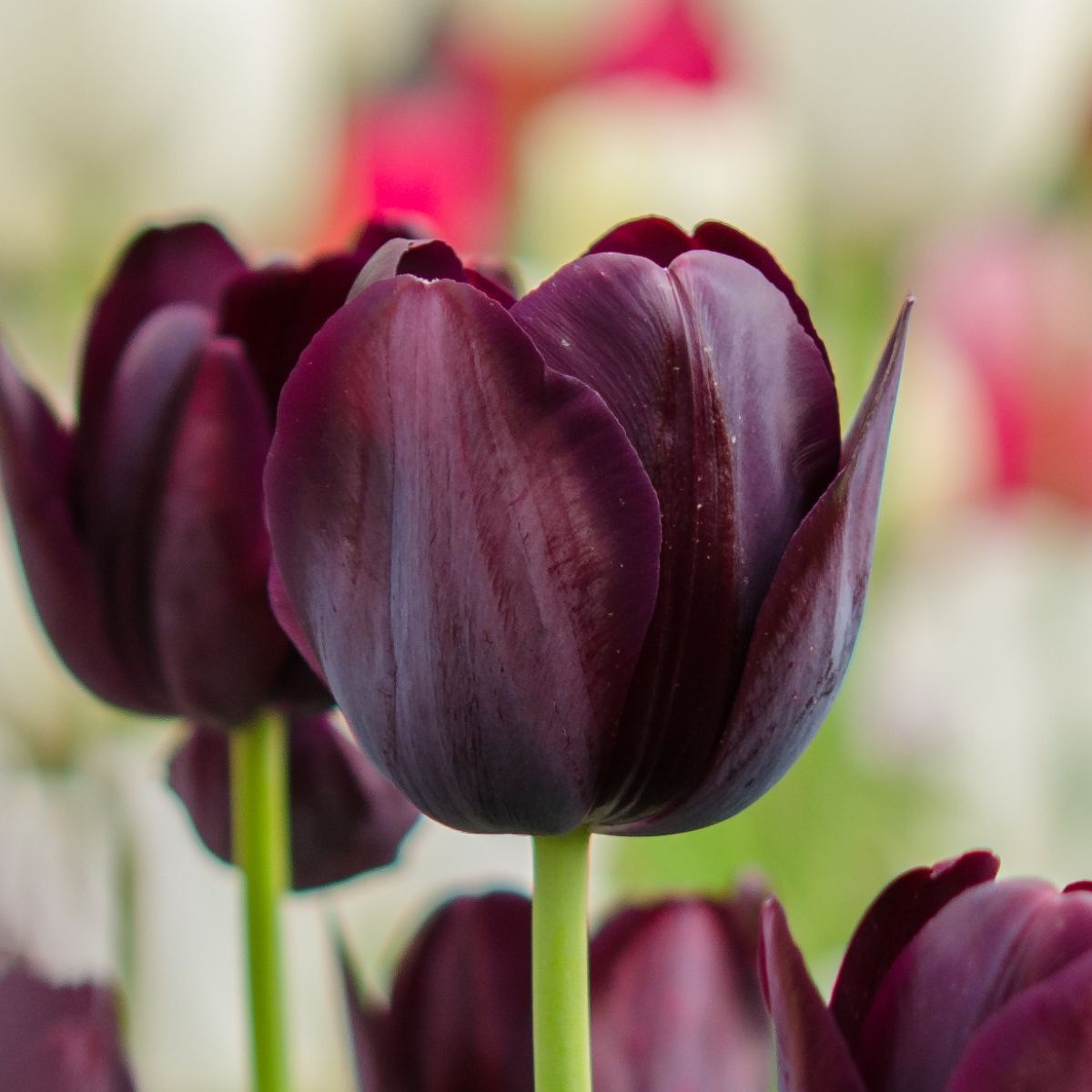 Tulip Continental Seeds