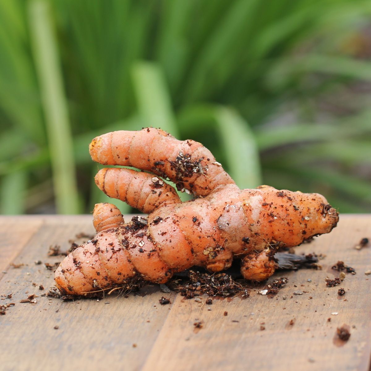 Turmeric Rhizome Seeds