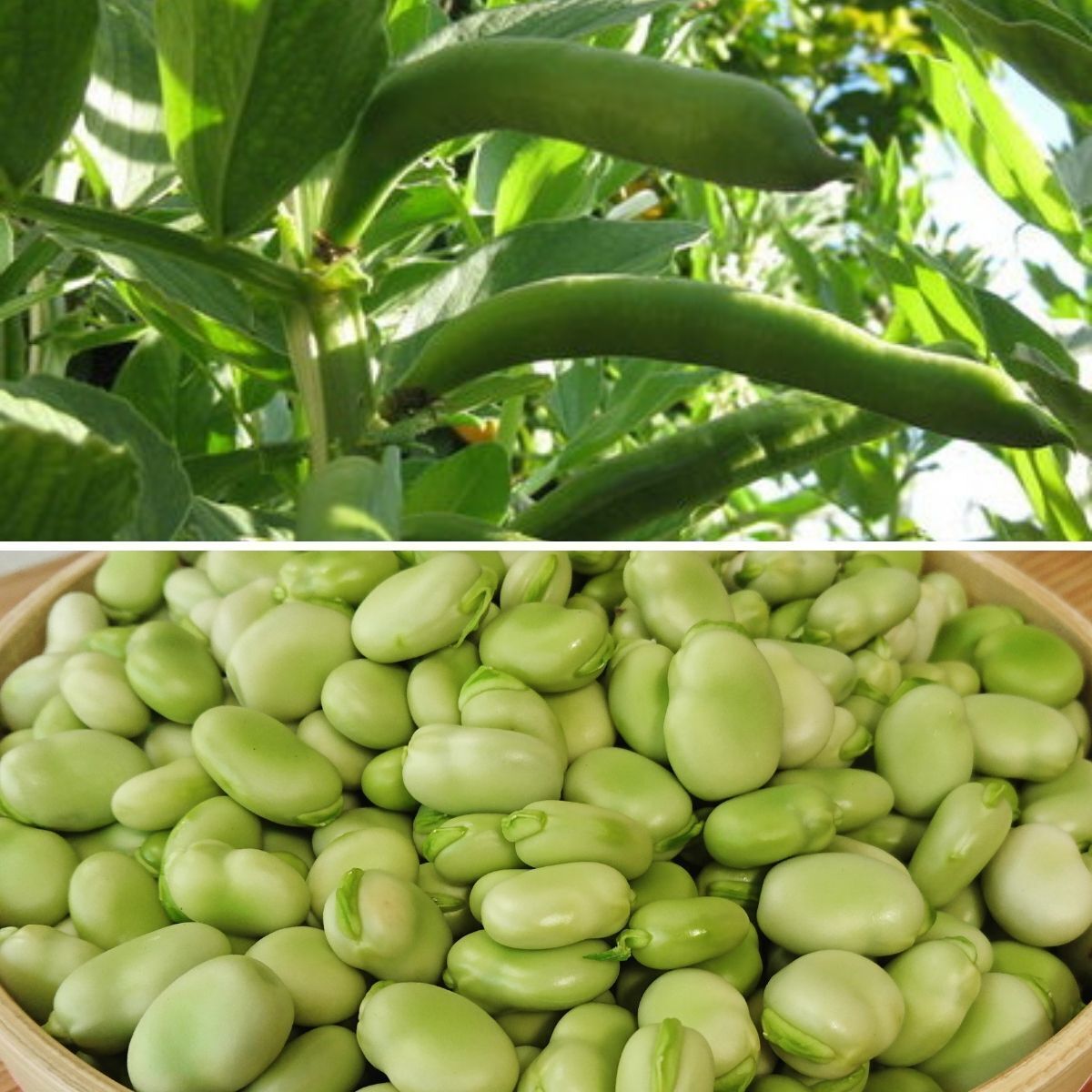 Aquadulce Broad Bean Seeds