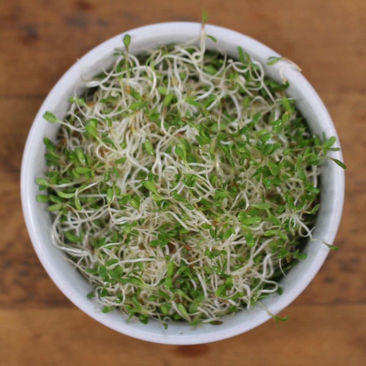 Broccoli Sprouting Seeds