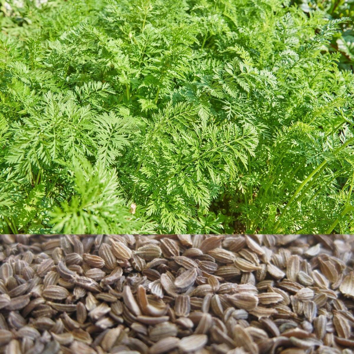 Sprouting Carrot Seeds