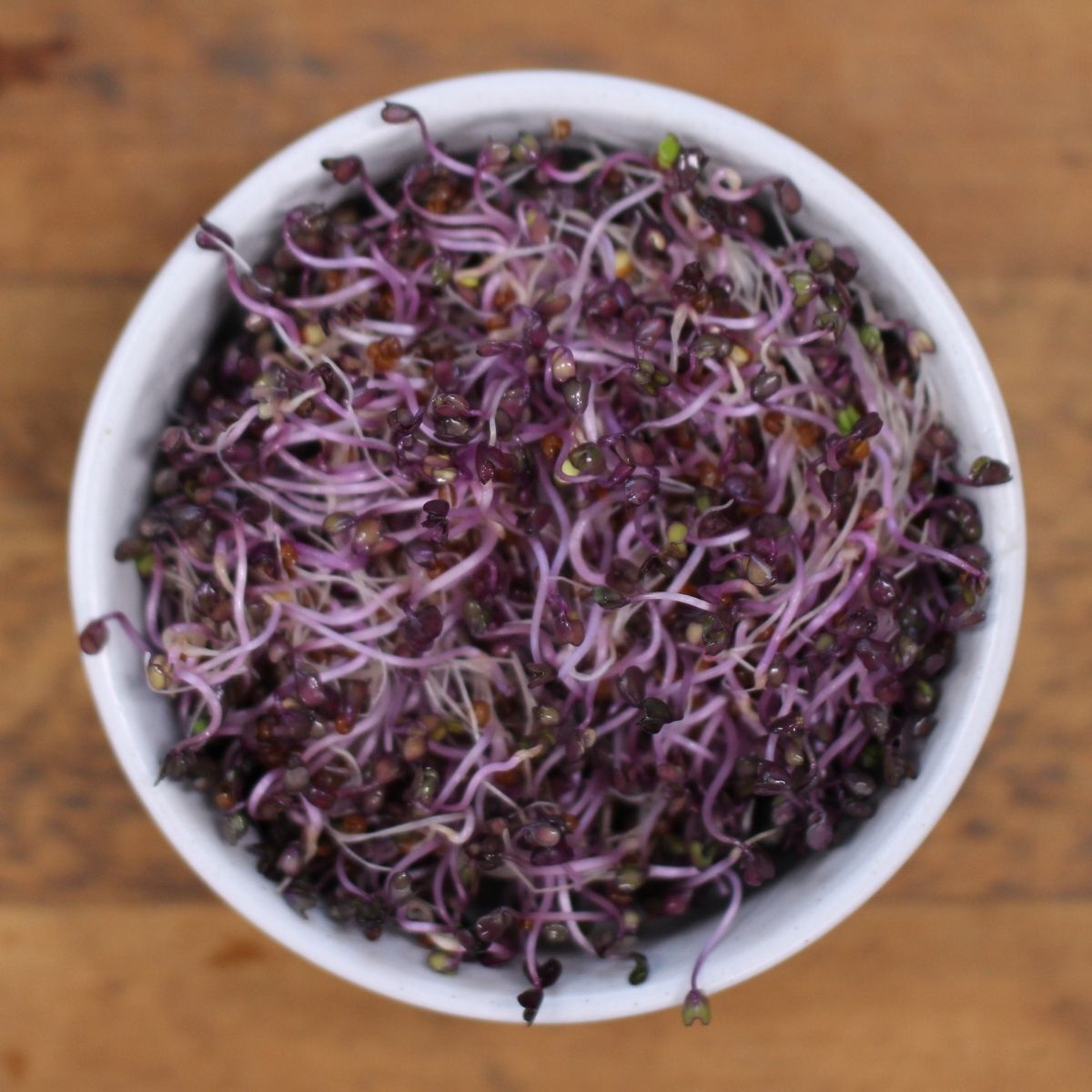 Red Cabbage Sprouting Seeds