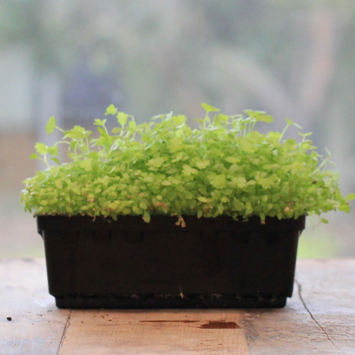 Sprouting Celery Seeds