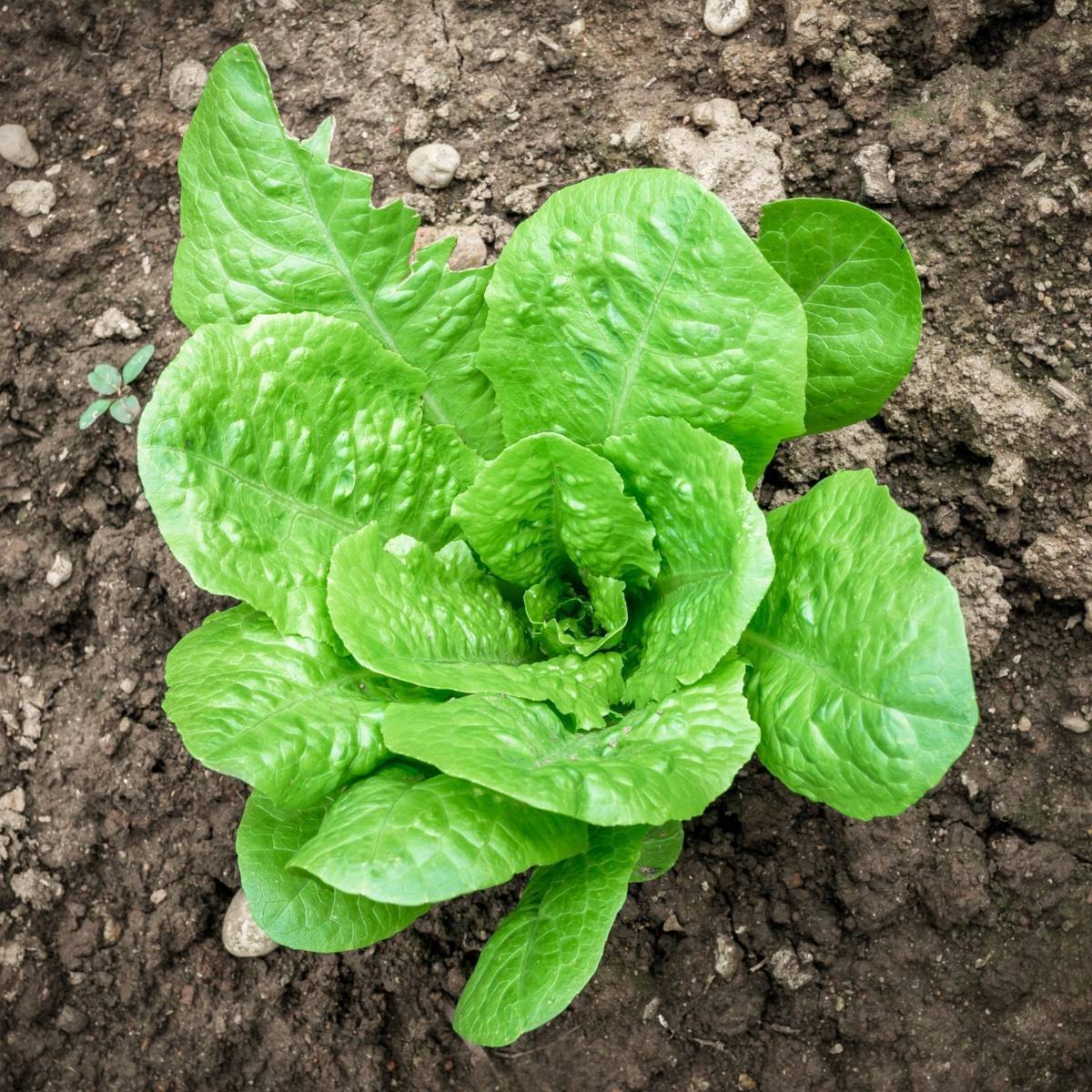 Parris Island Cos Lettuce Seeds