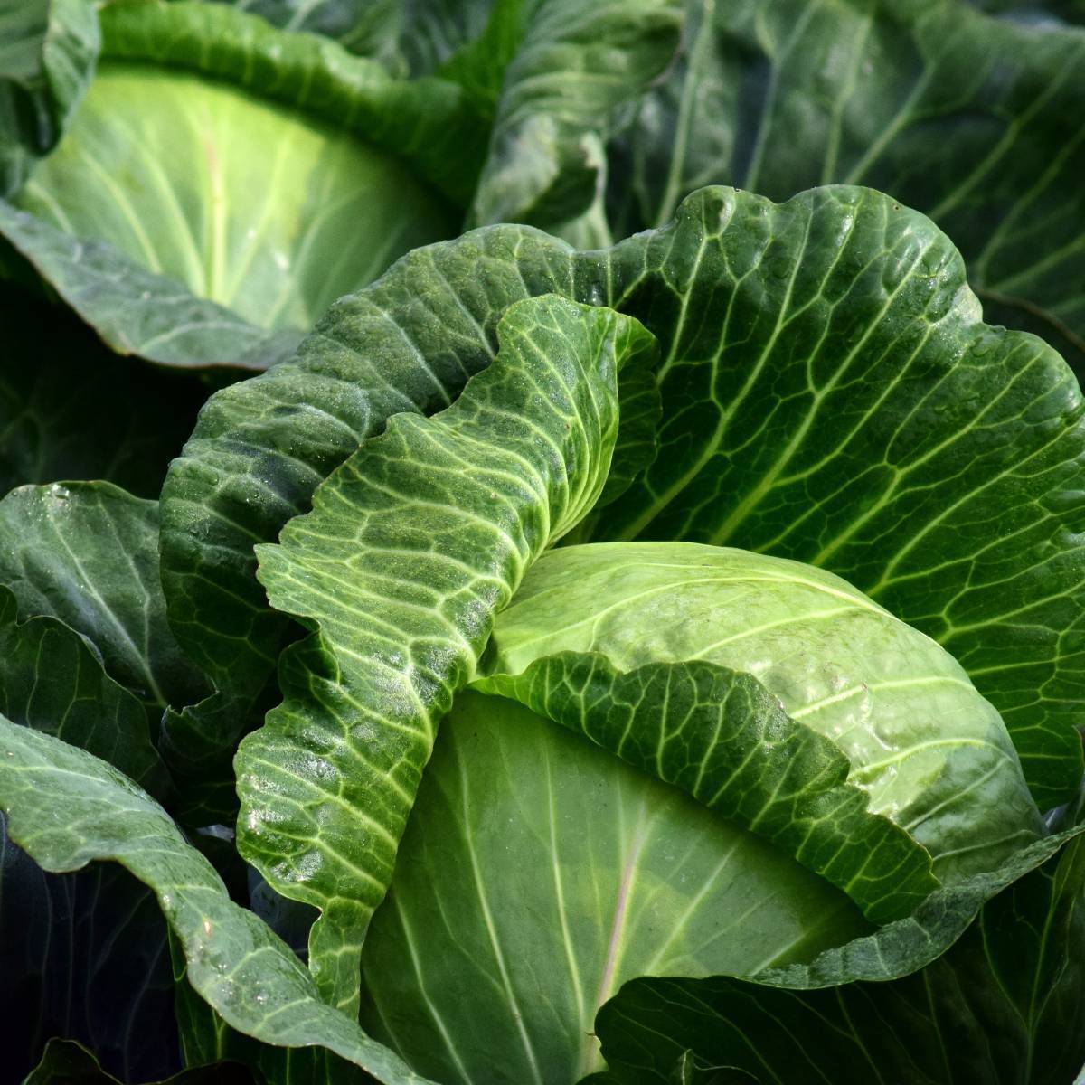 Golden Acre Cabbage Seeds