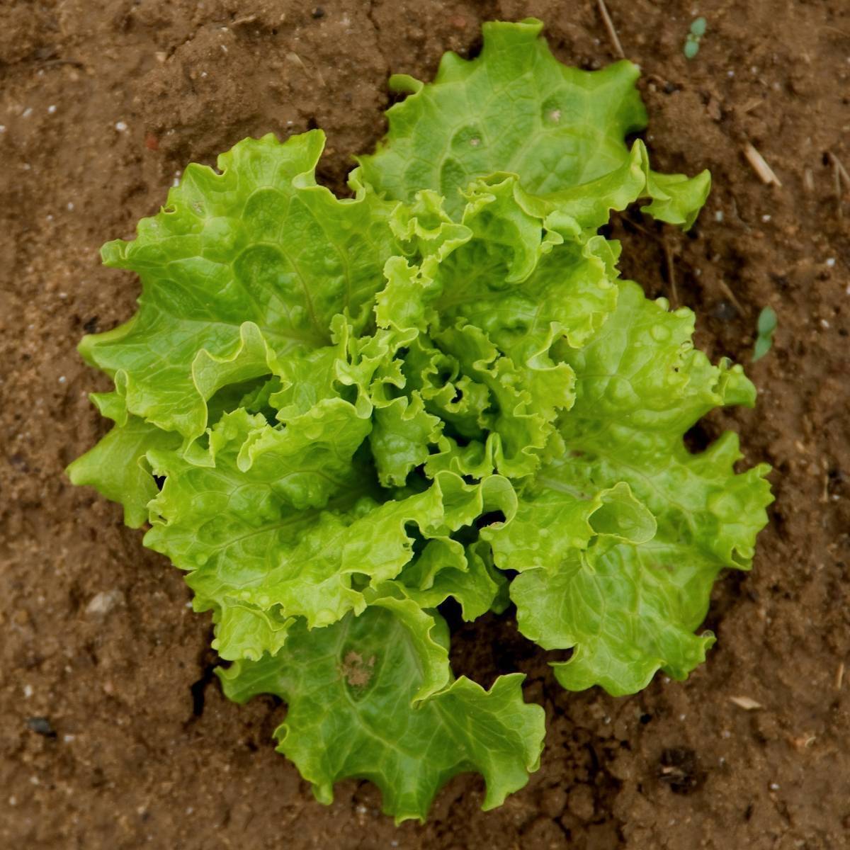 Salad Bowl Green Lettuce Seeds