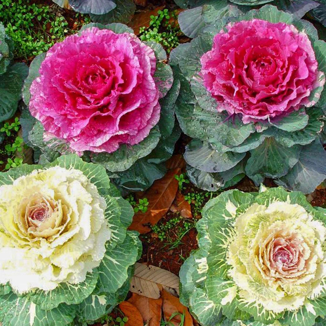 Kale ‘Chidori White’ flower seeds – frilly foliage ideal for decorative planting