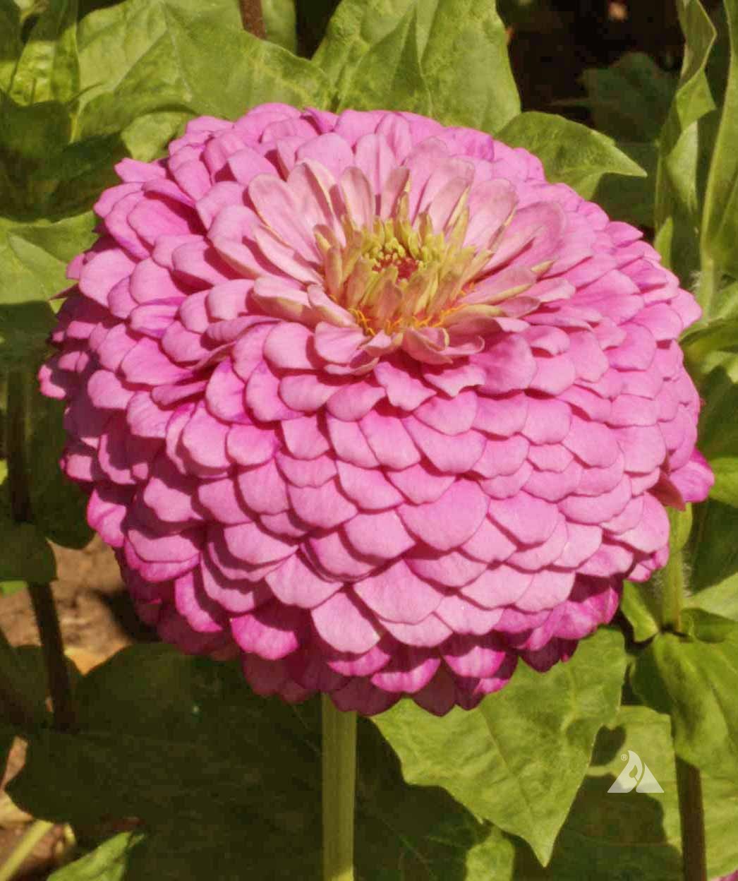 Zinnia Seeds - Luminosa