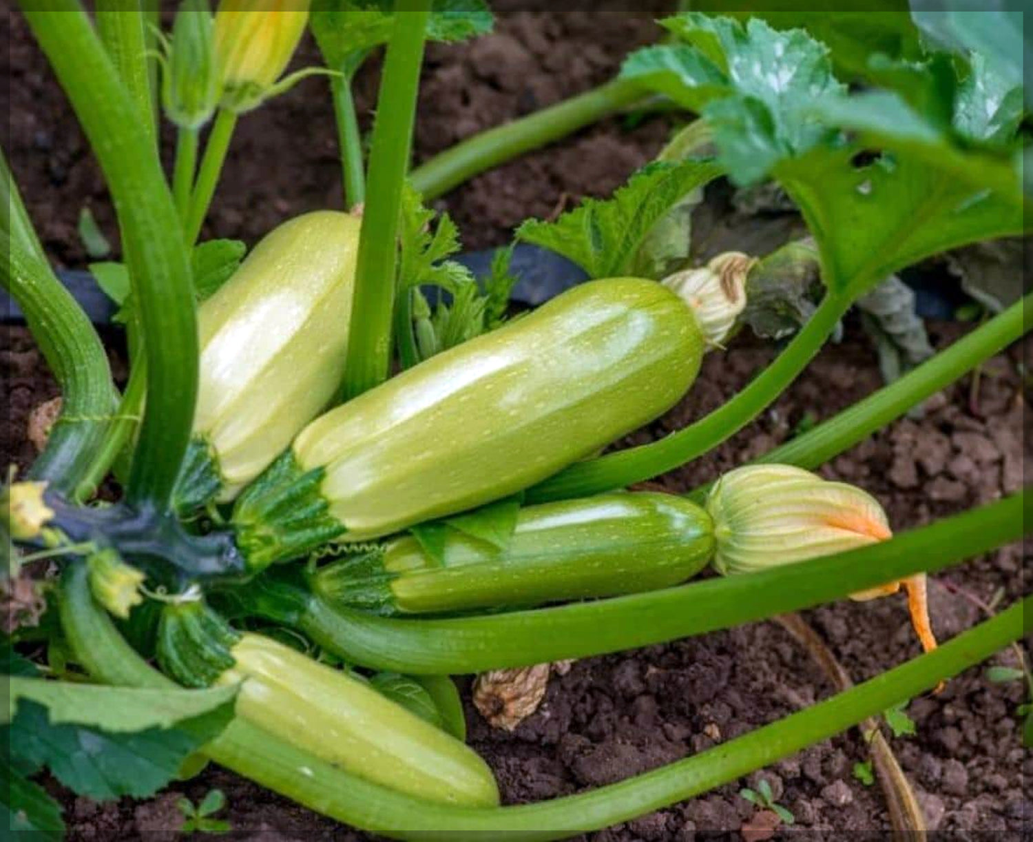 Zucchini Squash Seeds for Planting Cucurbita pepo for Home Garden and Vegetable Patch