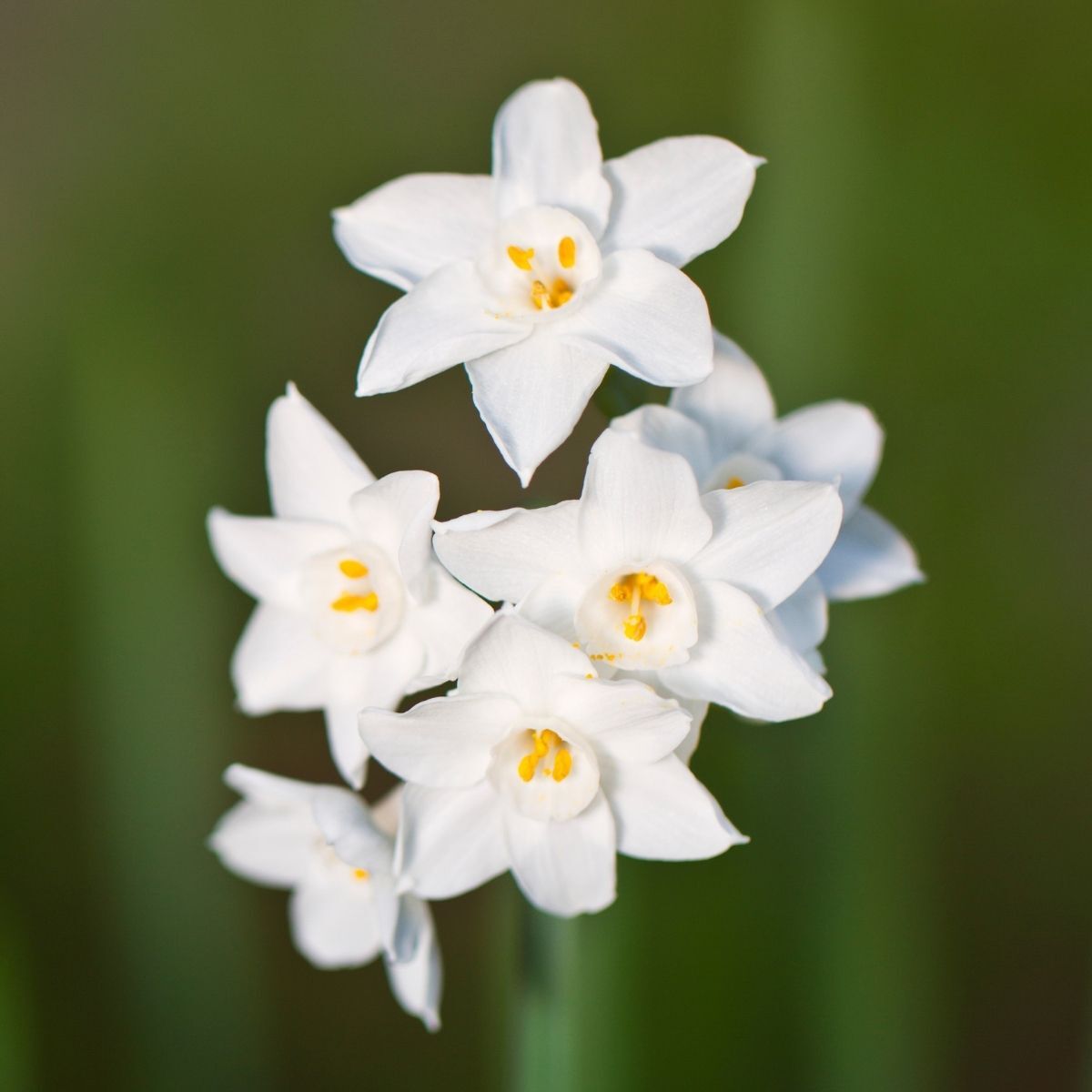 Jonquil Paperwhite Seeds