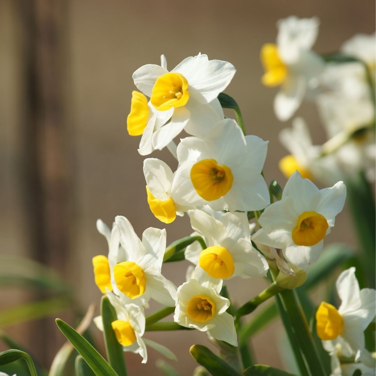 Jonquil Geranium Seeds