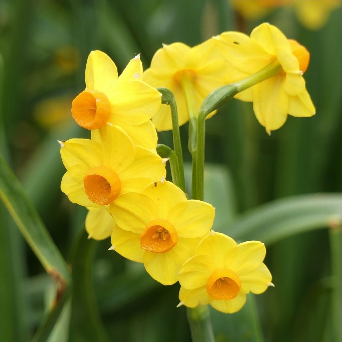 Jonquil Soleil d'Or Seeds