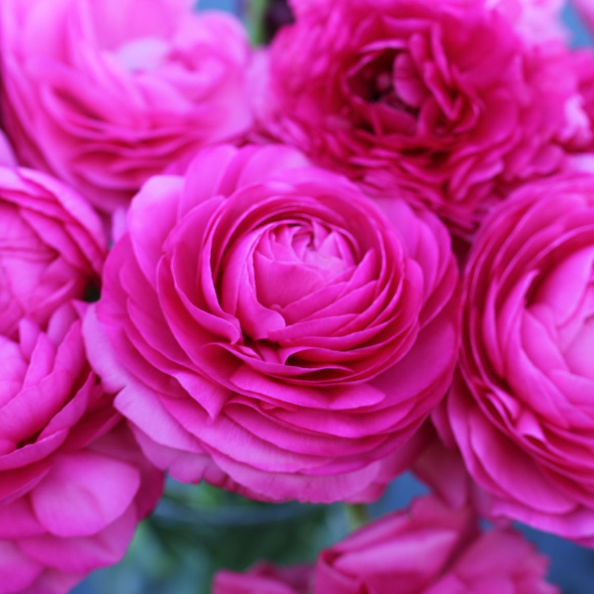 Ranunculus Primo Rosa Rose Pink Corm