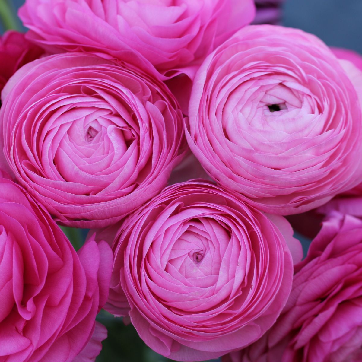 Ranunculus Primo Rosa Light Pink Corm