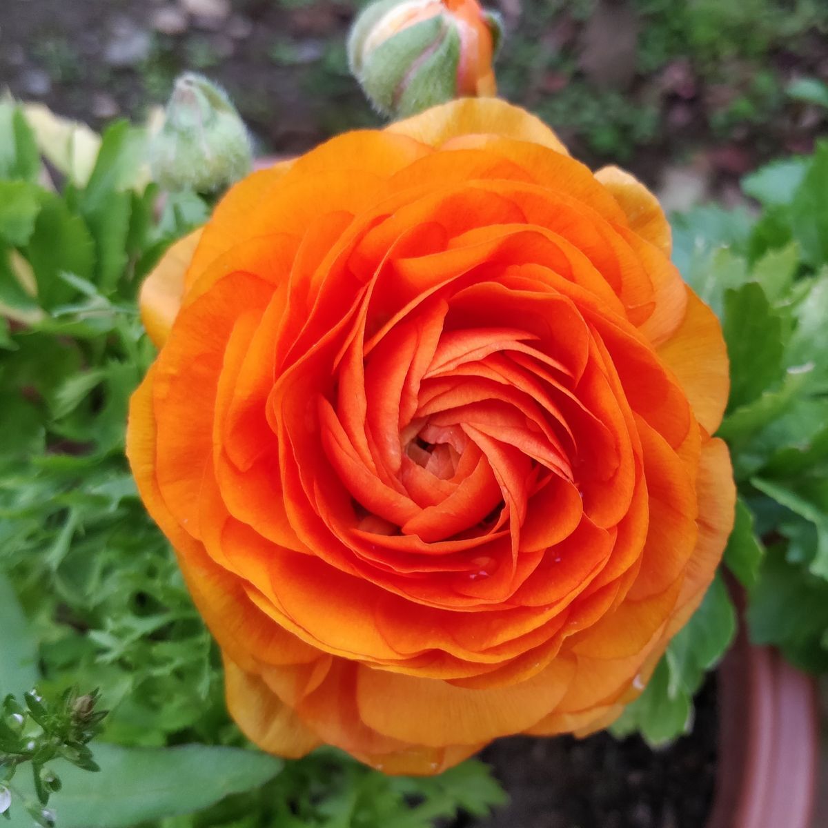 Ranunculus Primo Arancione Orange Corm