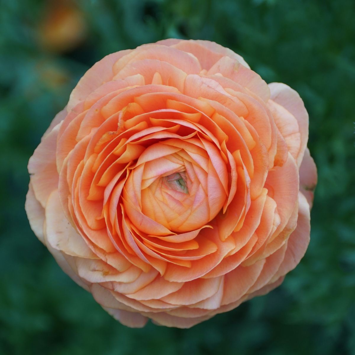 Ranunculus Primo Salmone Corm