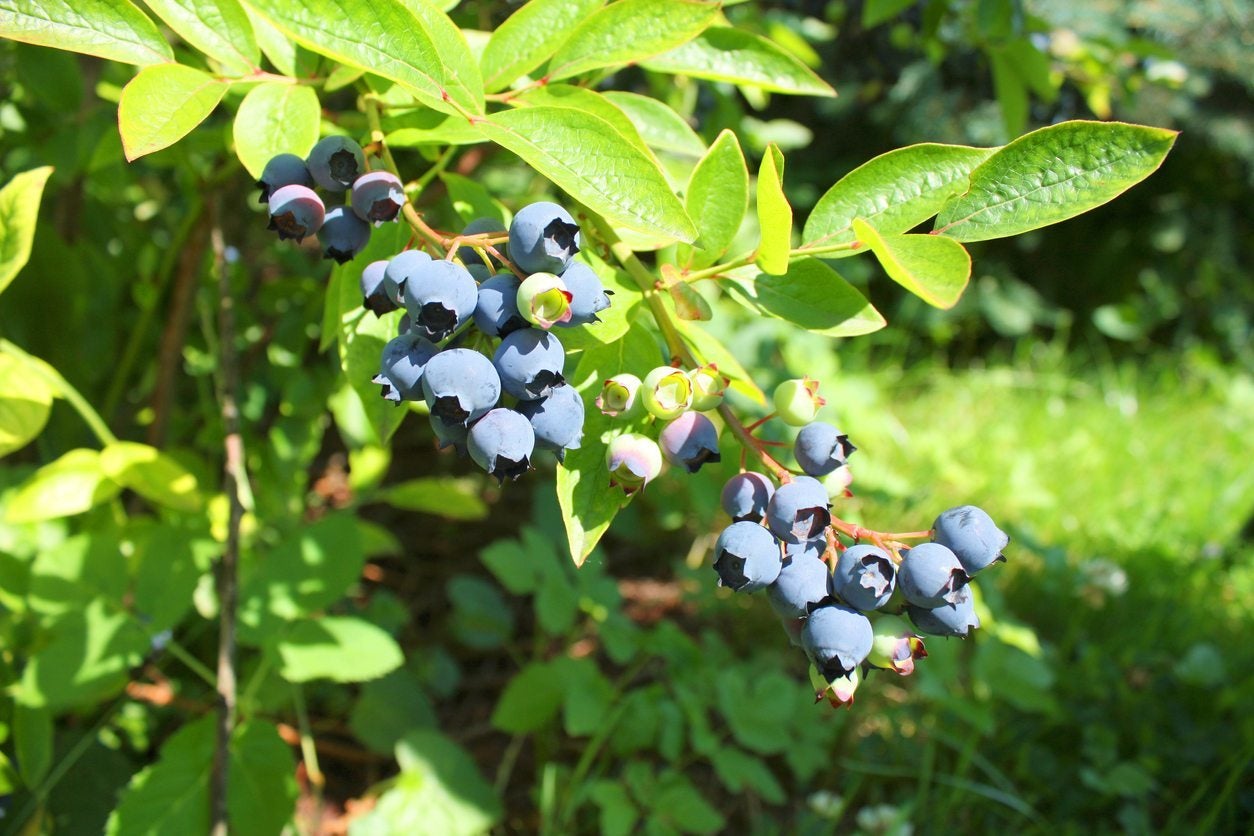 Highbush Blueberry (Vaccinium corymbosum)