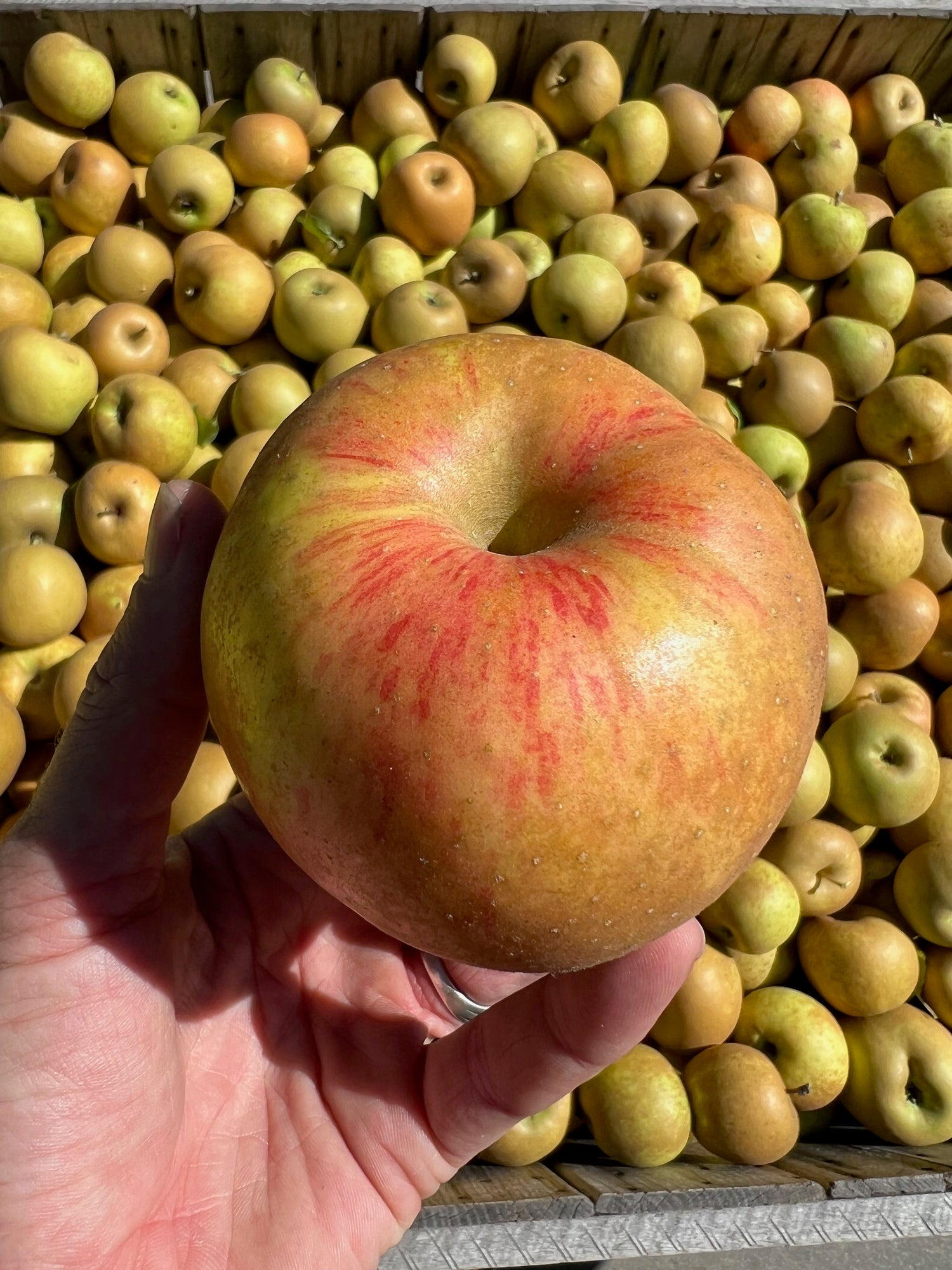 Zabergay Reinette Apple Seeds (Malus domestica / Common Name: Zabergay Reinette Apple)