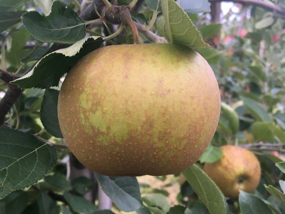 Zabergay Reinette Apple Seeds (Malus domestica / Common Name: Zabergay Reinette Apple)