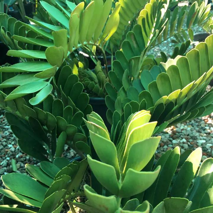 Green Zamia Furfuracea Plant Seeds for Planting - Heirloom and Non-GMO Garden Seeds Dhara Seeds