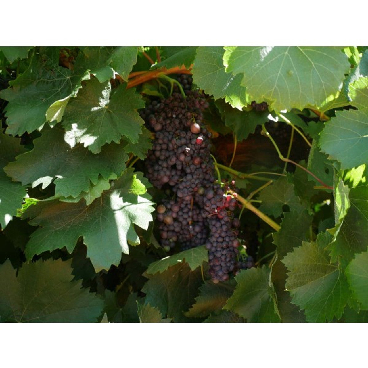 Zante Currant Seeds (Vitis vinifera / Common Name: Zante Currant, Black Corinth Grape)