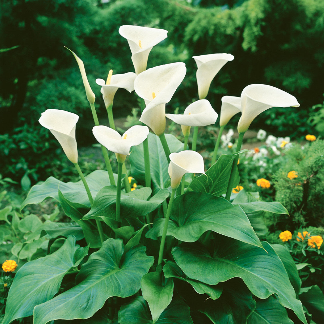 Calla Lily Bulbs - Aethiopica