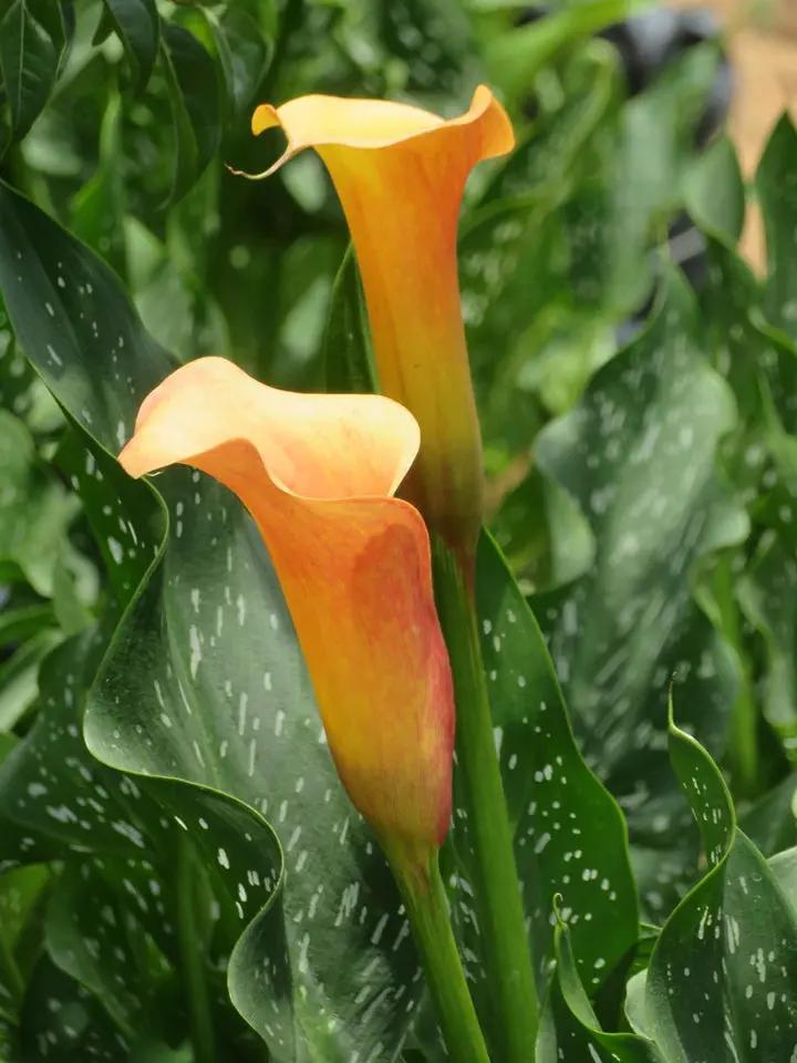 Zantedeschia Arum Lily Flower Seeds for Planting - Heirloom and Non-GMO garden Seeds Dhara Seeds