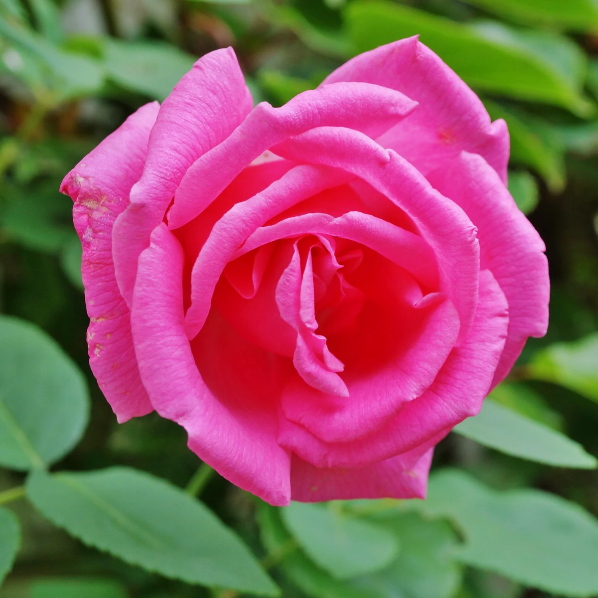 Pink Zephirine Rose Heirloom Non-GMO Seeds for Planting