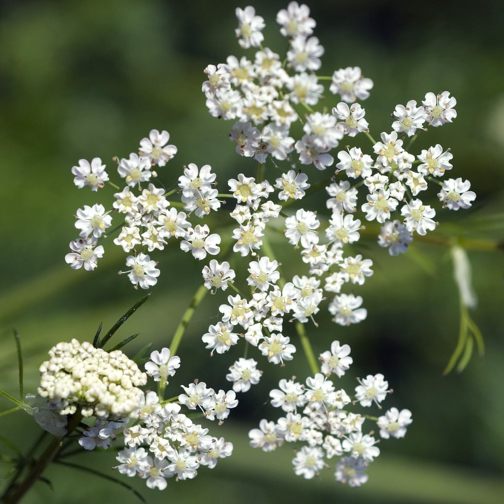 White Caraway Plant Seeds for Planting-Flavorful Herb Gardens – Fresh Herb for Your Garden