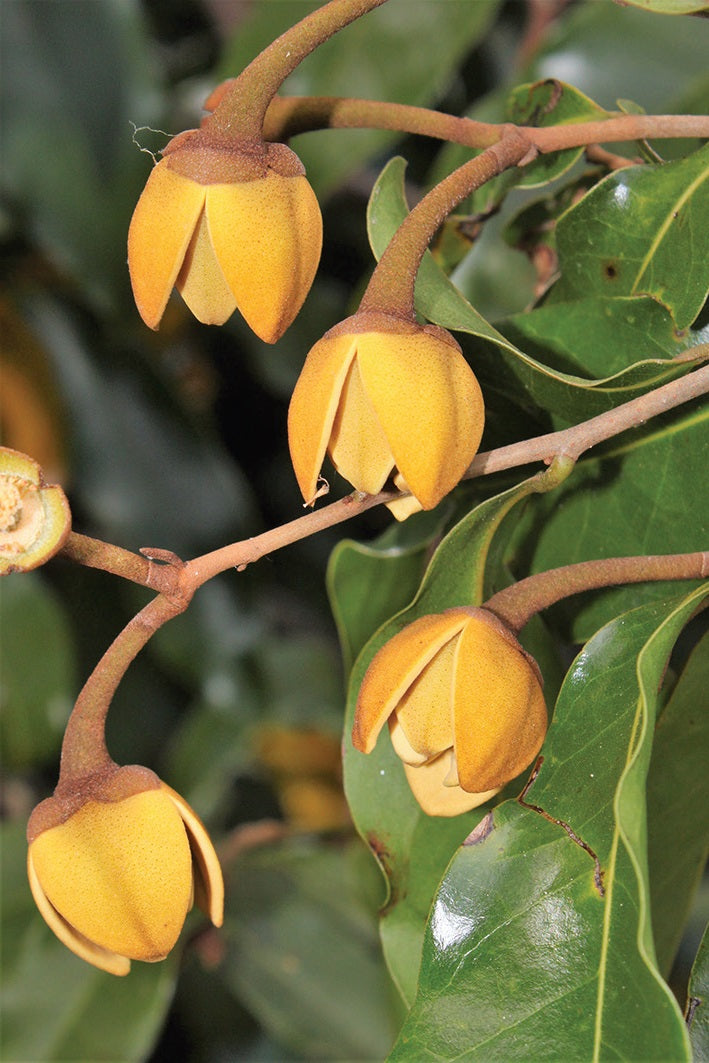 Ziga Zag Tree Vine Seeds (Cissus striata / Common Name: Zigzag Vine)