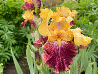 Ziggy Tall Bearded Iris