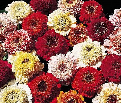Scabiosa Flowered Open Pollinated heirloom non-gmo garden seeds