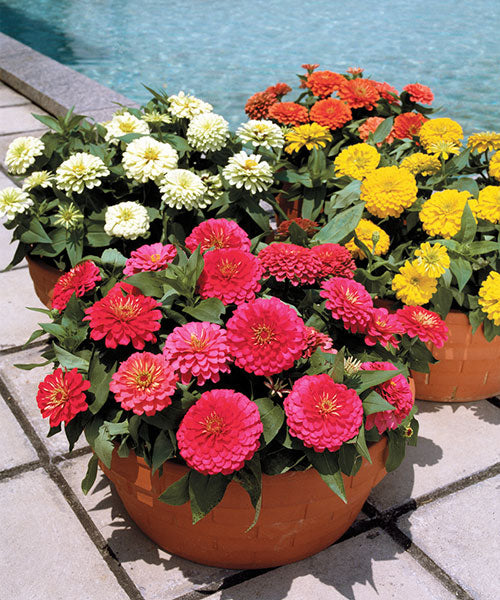 Zinnia Dreamland F1 Hybrid Imported heirloom non-gmo organic garden seeds