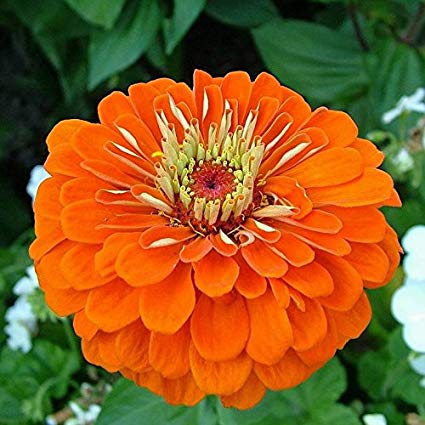 Zinnia Orange Open Pollinated heirloom non-gmo garden seeds