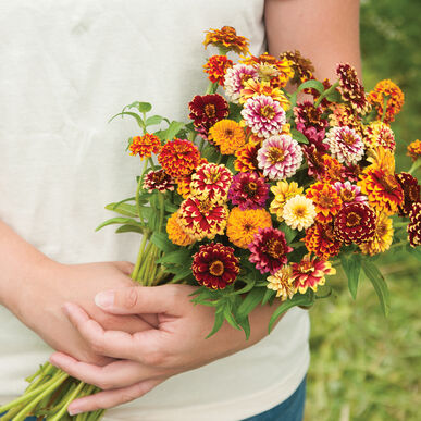 Zinnia Jazzy Imported heirloom non-gmo organic garden seeds