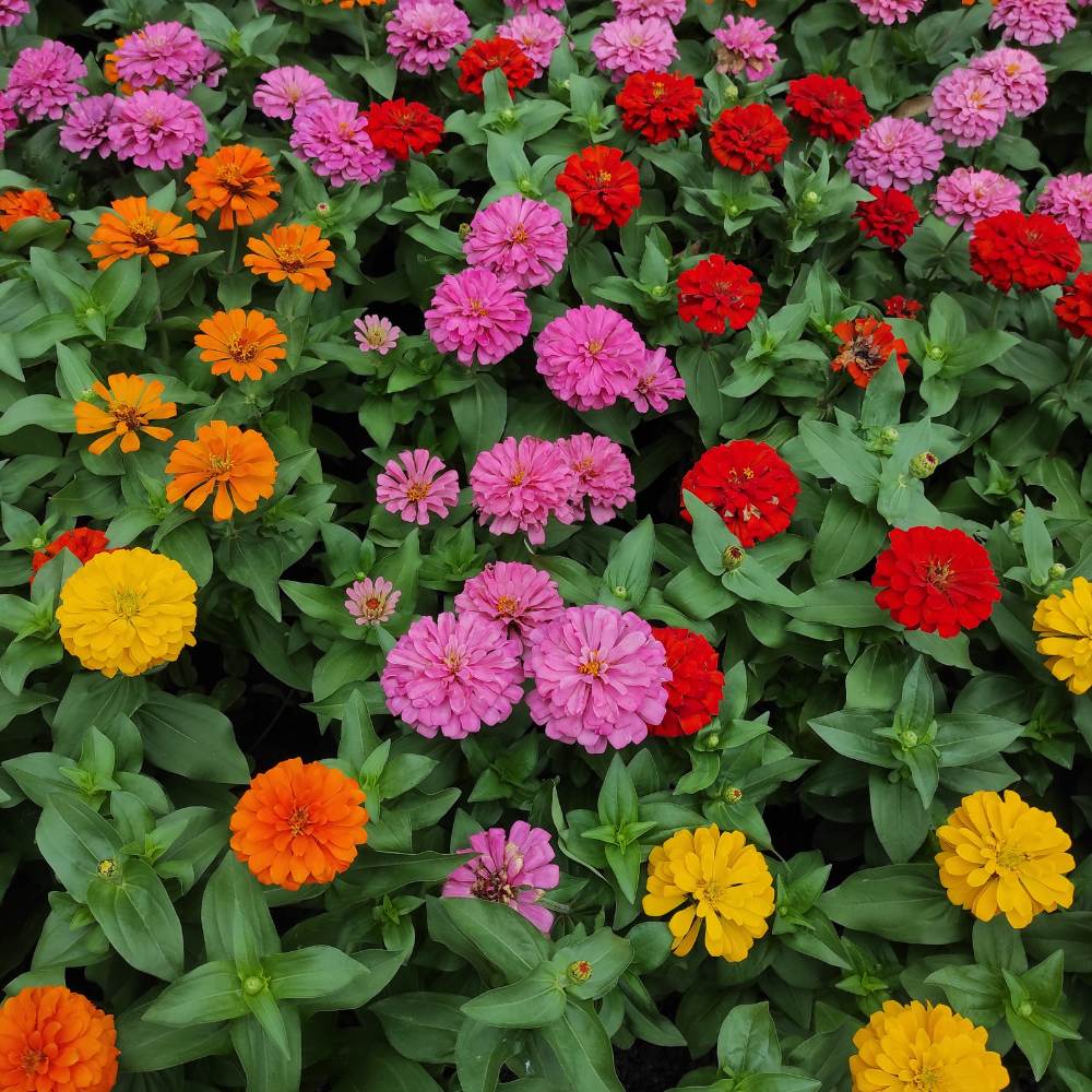 Mixed Liana Flower Seeds for Planting - 100 pcs