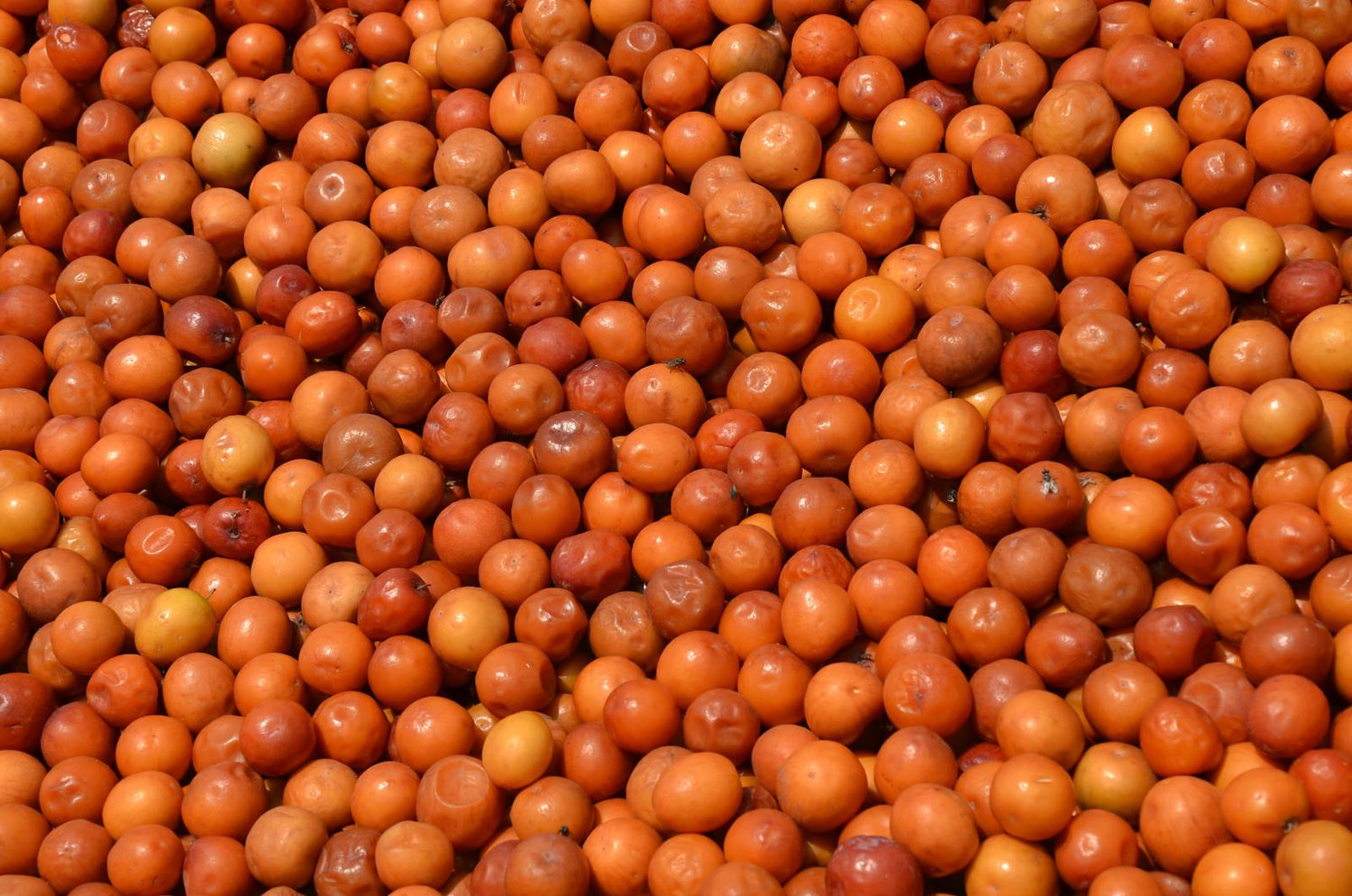 Indian Jujube (Ziziphus mauritiana)