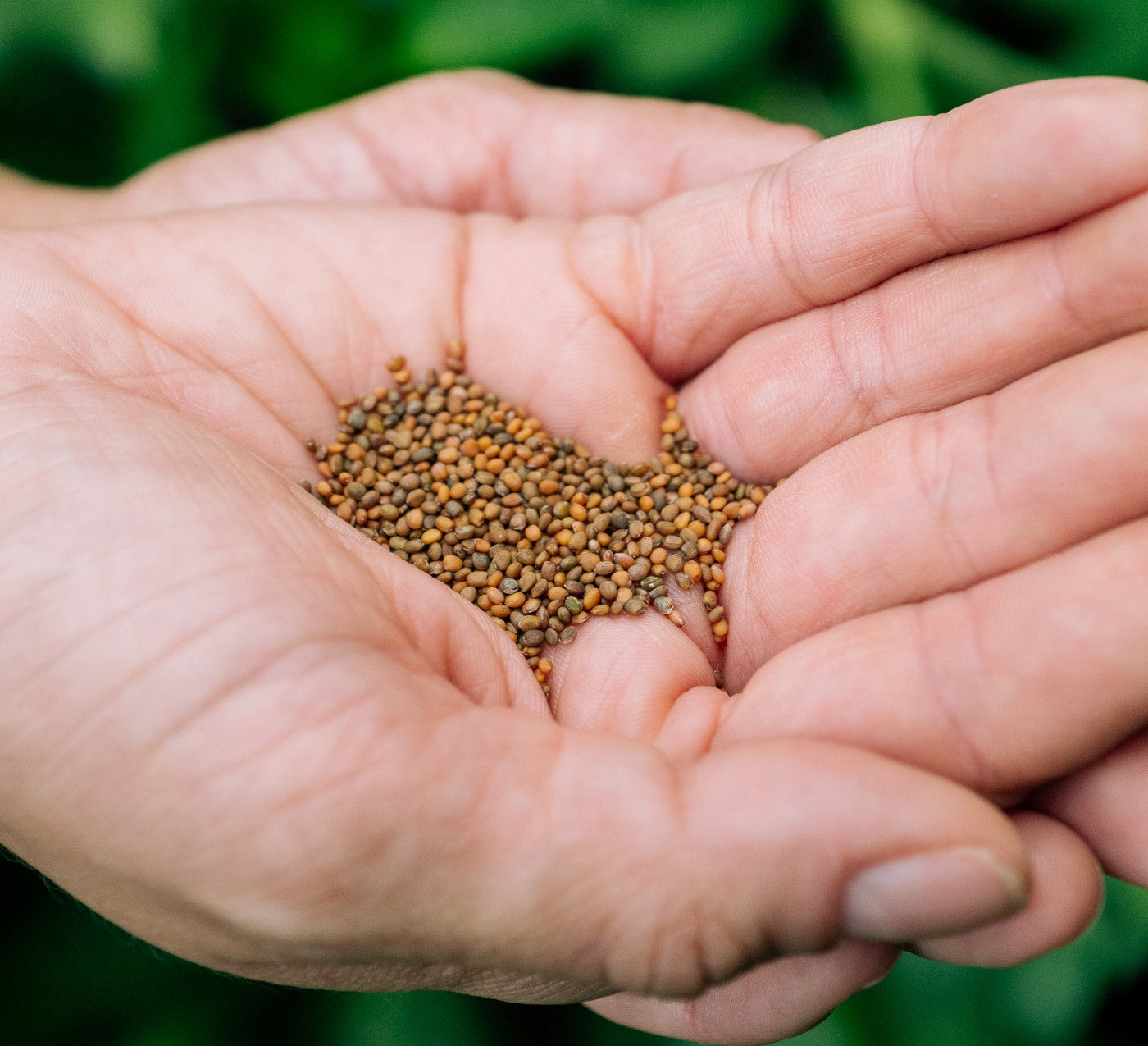 Carrot Daucus Carota Five-Inch Root Vegetable Seeds for Planting – Great Taste for Kitchen Garden and Raised Beds