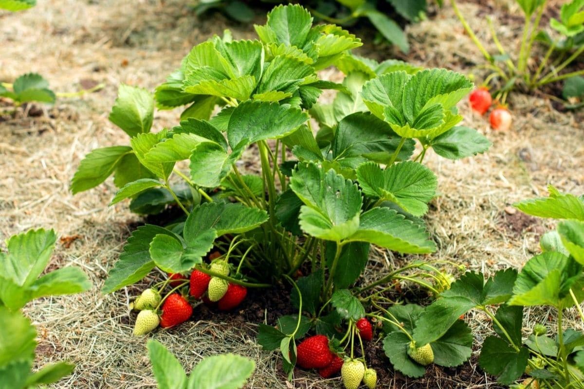 Oso Grande Strawberry (Fragaria × ananassa) Seeds