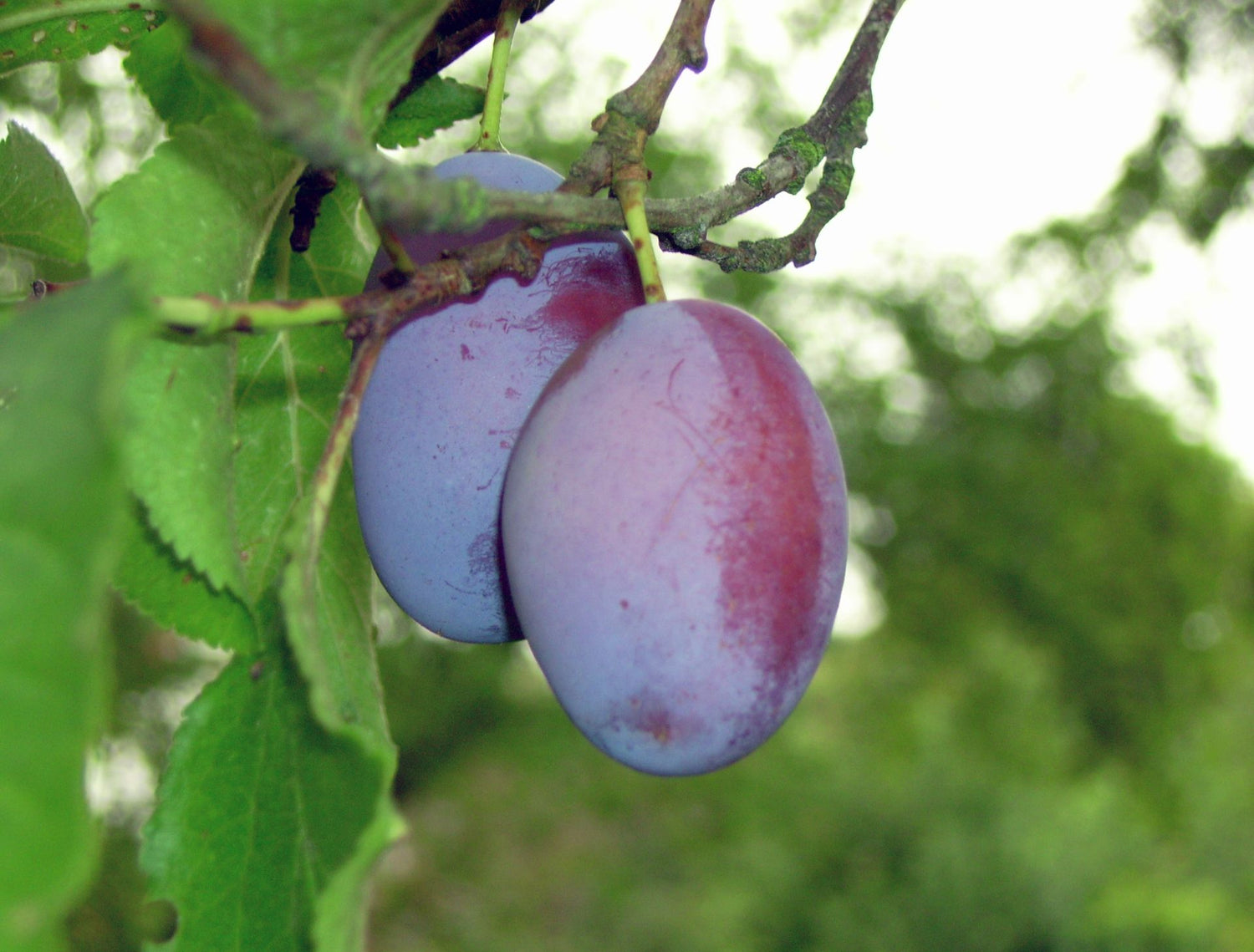 Zwetschge European Plum Seeds (Prunus domestica var. Zwetschge)