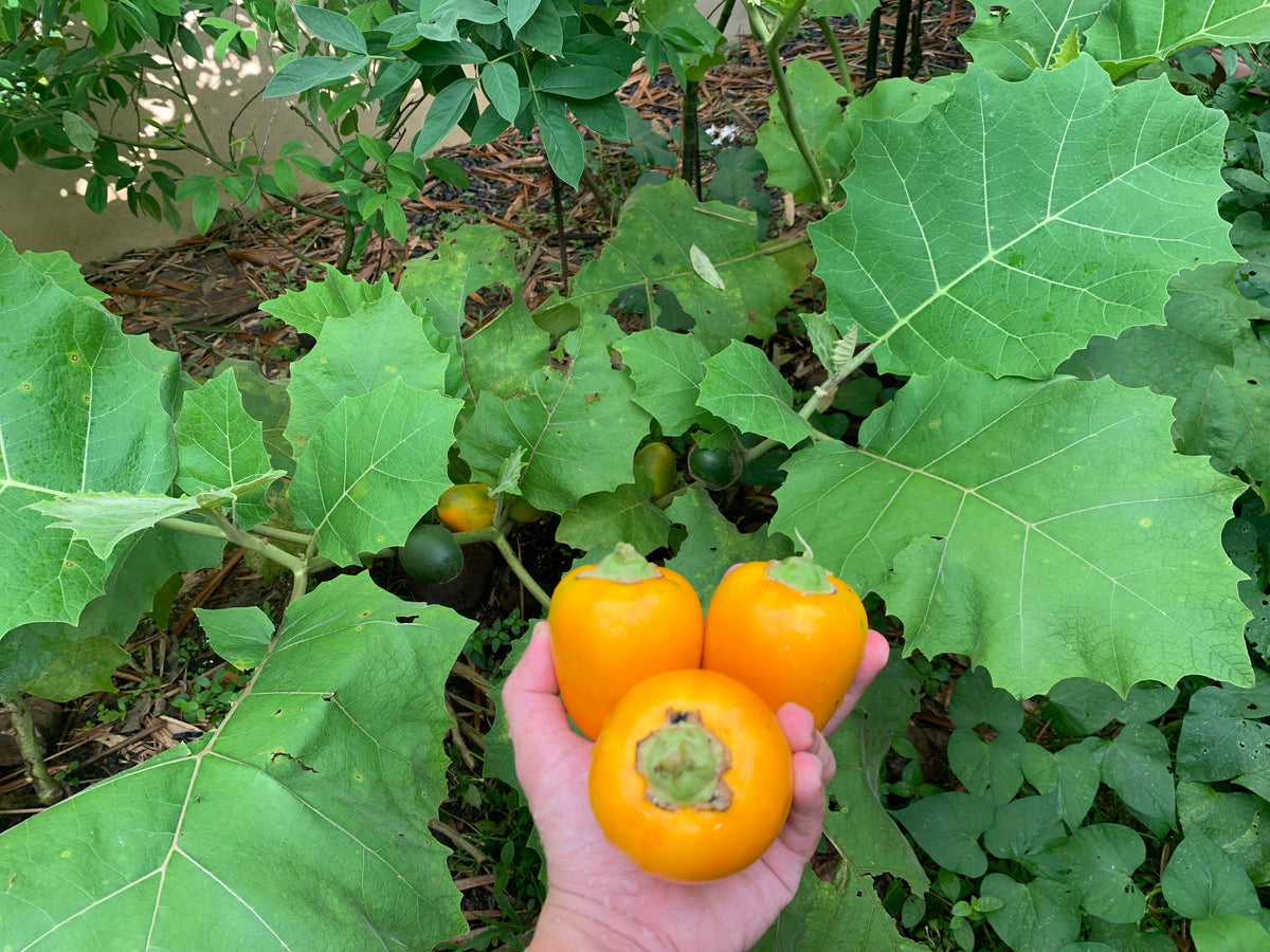 Cocona Naranjilla Lulo Seeds Solanum Sessiliflorum Garden Fruit Plant – Heirloom, Non-GMO, High Germination Organic Garden Seeds