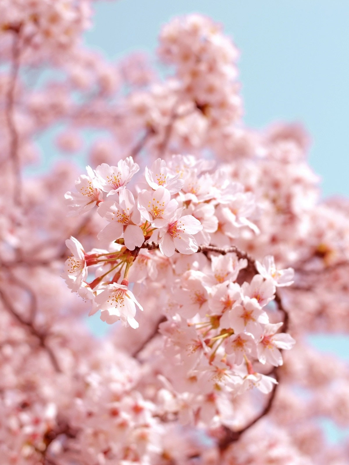 Weeping Sakura Cherry Blossom Seeds