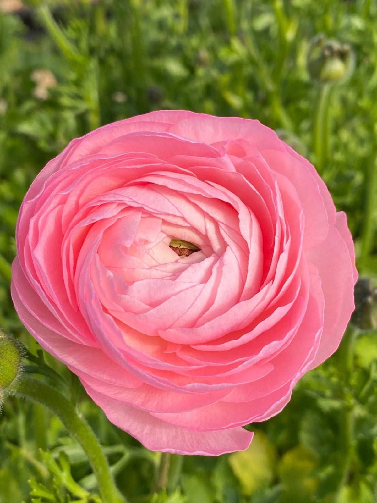 Heirloom Non-GMO Ranunculus Perennial Flower Seeds for Planting – Vibrant Double-Bloom Garden Flowers - Non-GMO for planting in home garden