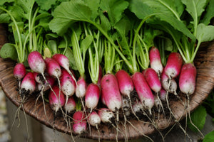 high-germination-non-gmo-french-breakfast-radish-garden-seeds

